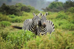 happy zebras