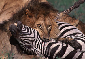 lion killing zebra